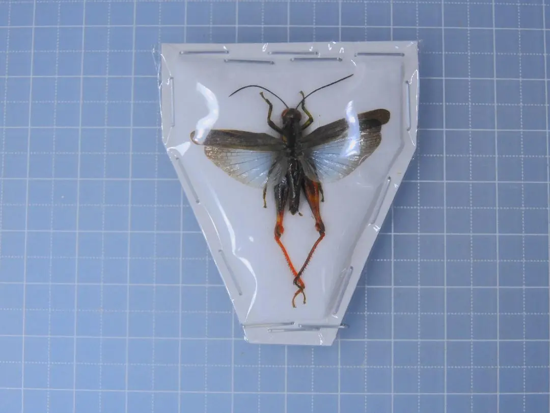 2026年最新】バッタ 標本の人気アイテム - メルカリ