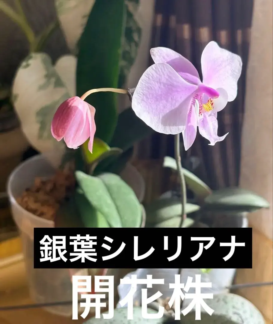 2026年最新】シレリアナの人気アイテム - メルカリ