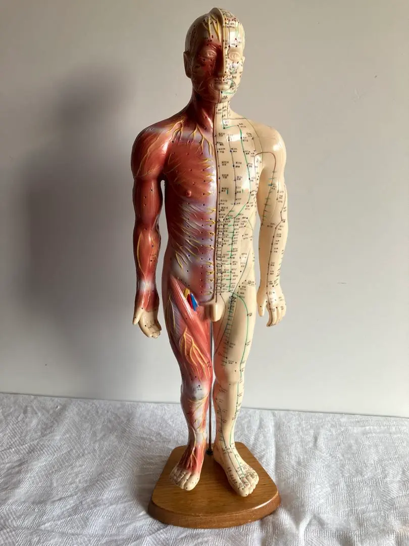 2026年最新】経穴人形の人気アイテム - メルカリ