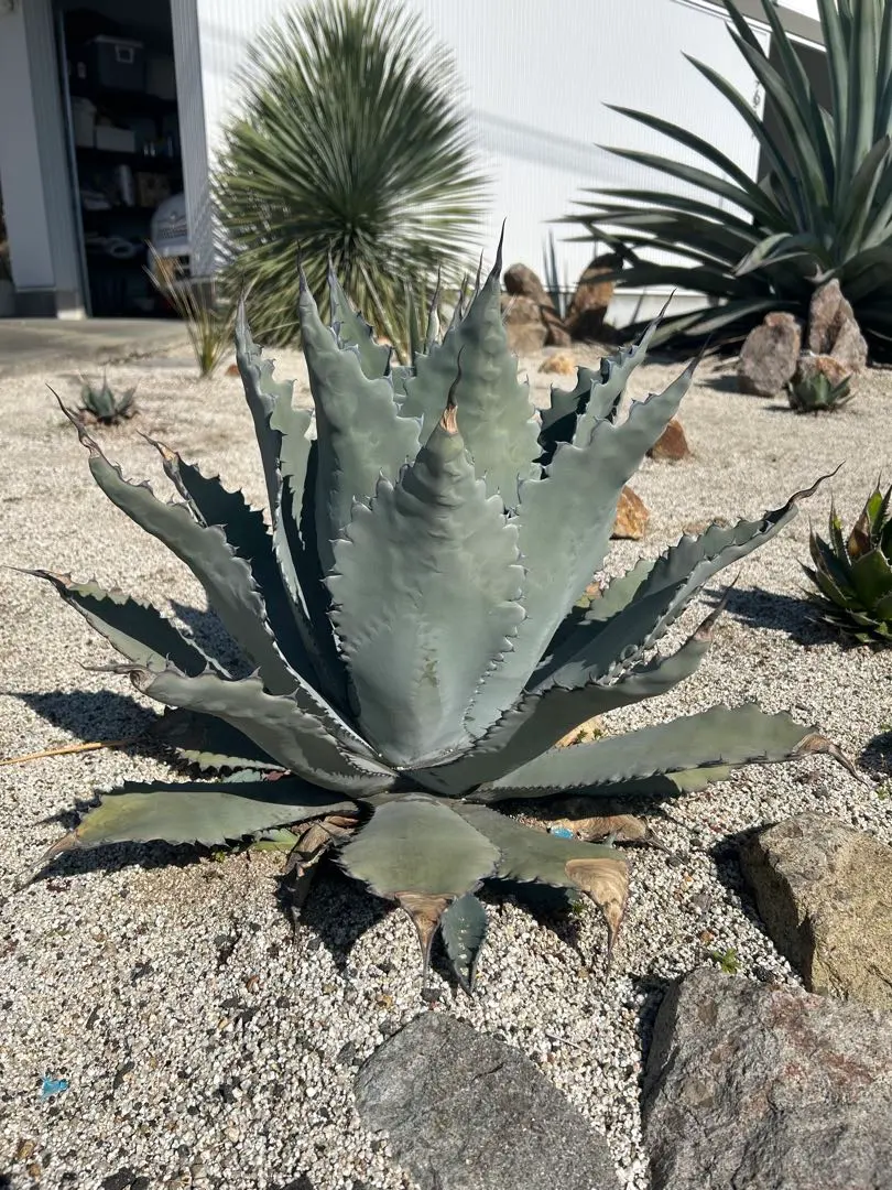 2026年最新】テマカプリネンシスの人気アイテム - メルカリ