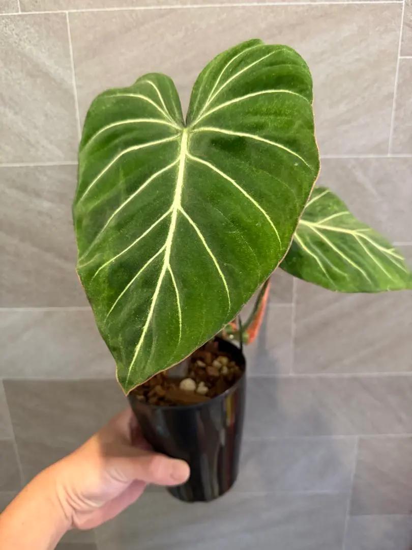 2026年最新】フィロデンドロン グロリオーサムの人気アイテム - メルカリ