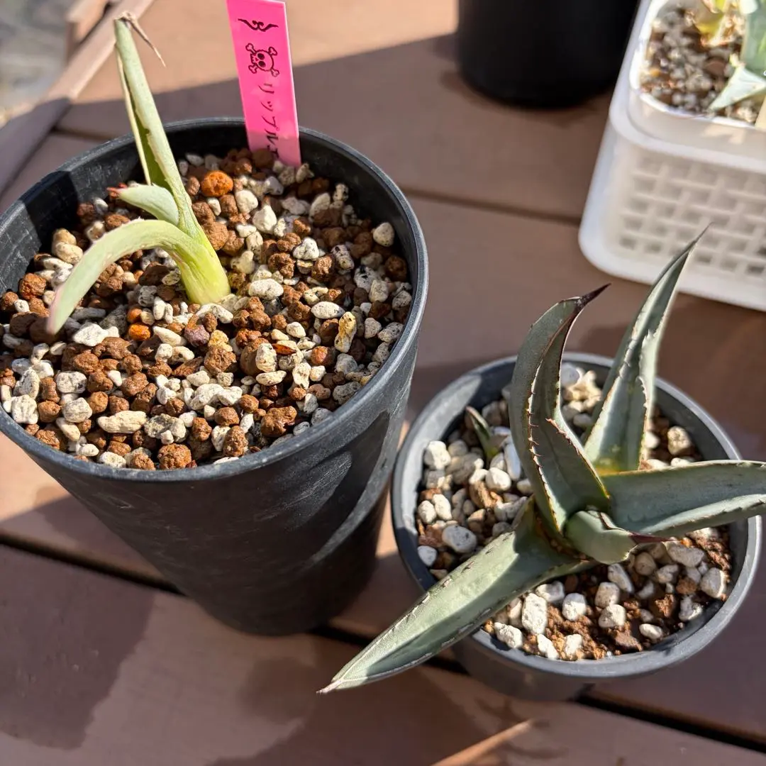 m60771194903_1.jpg?1771653844