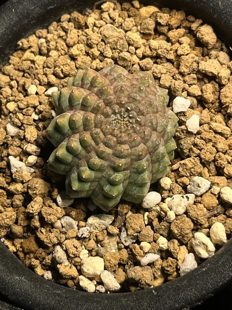 2026年最新】オベサ 亀甲の人気アイテム - メルカリ