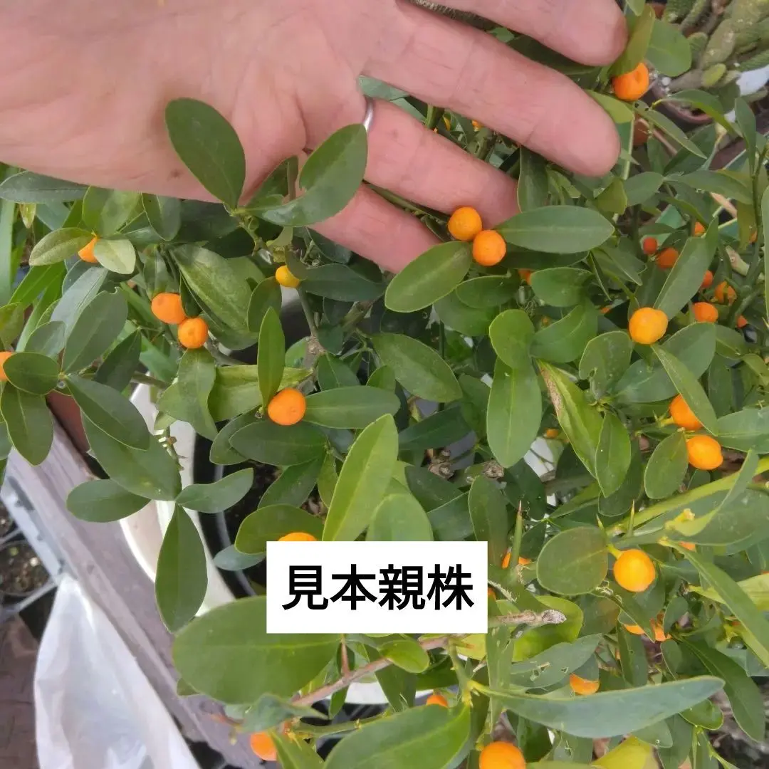 2026年最新】キンズ 盆栽の人気アイテム - メルカリ