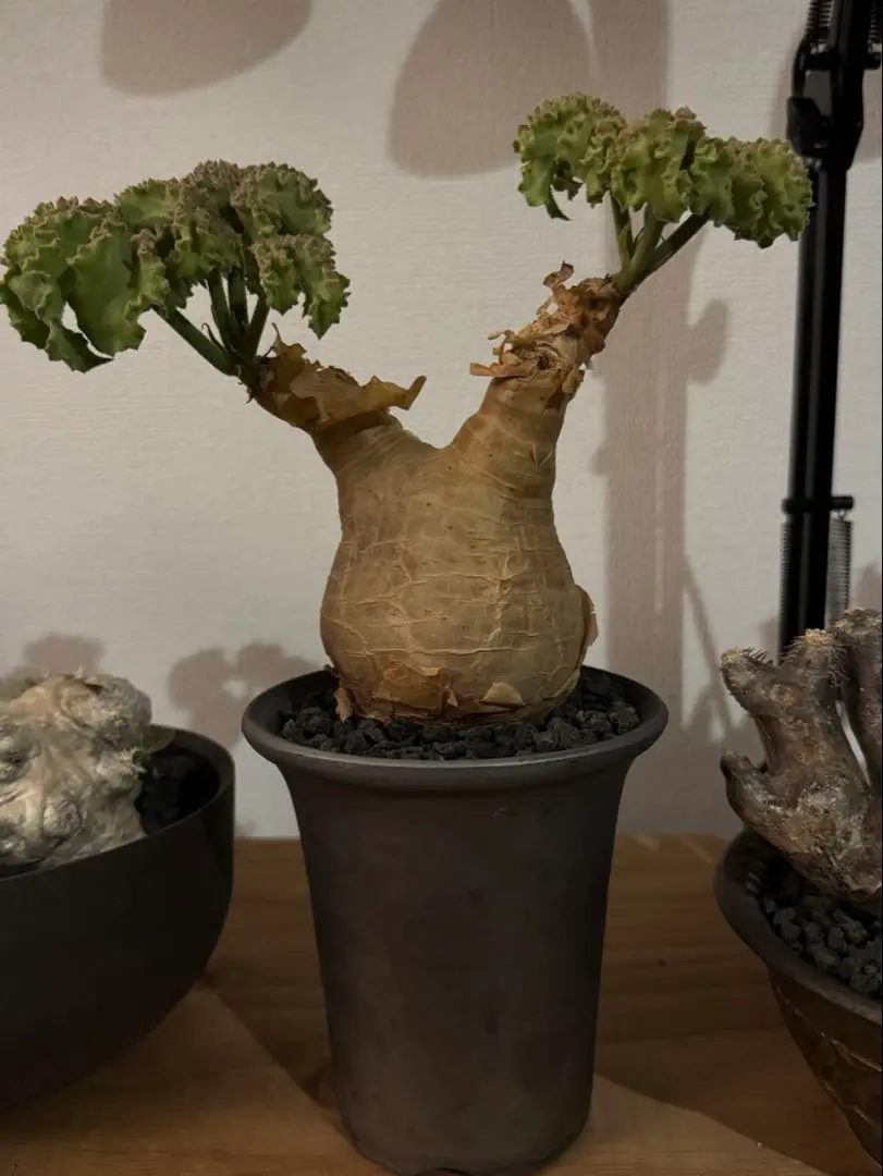 2026年最新】キフォステンマの人気アイテム - メルカリ