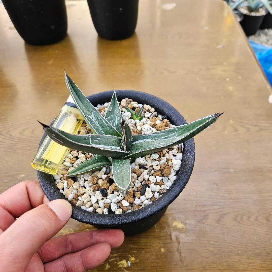 2026年最新】ニッケルシー 笹吹雪の人気アイテム - メルカリ