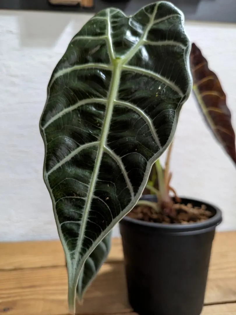 2026年最新】ワトソニア アロカシアの人気アイテム - メルカリ