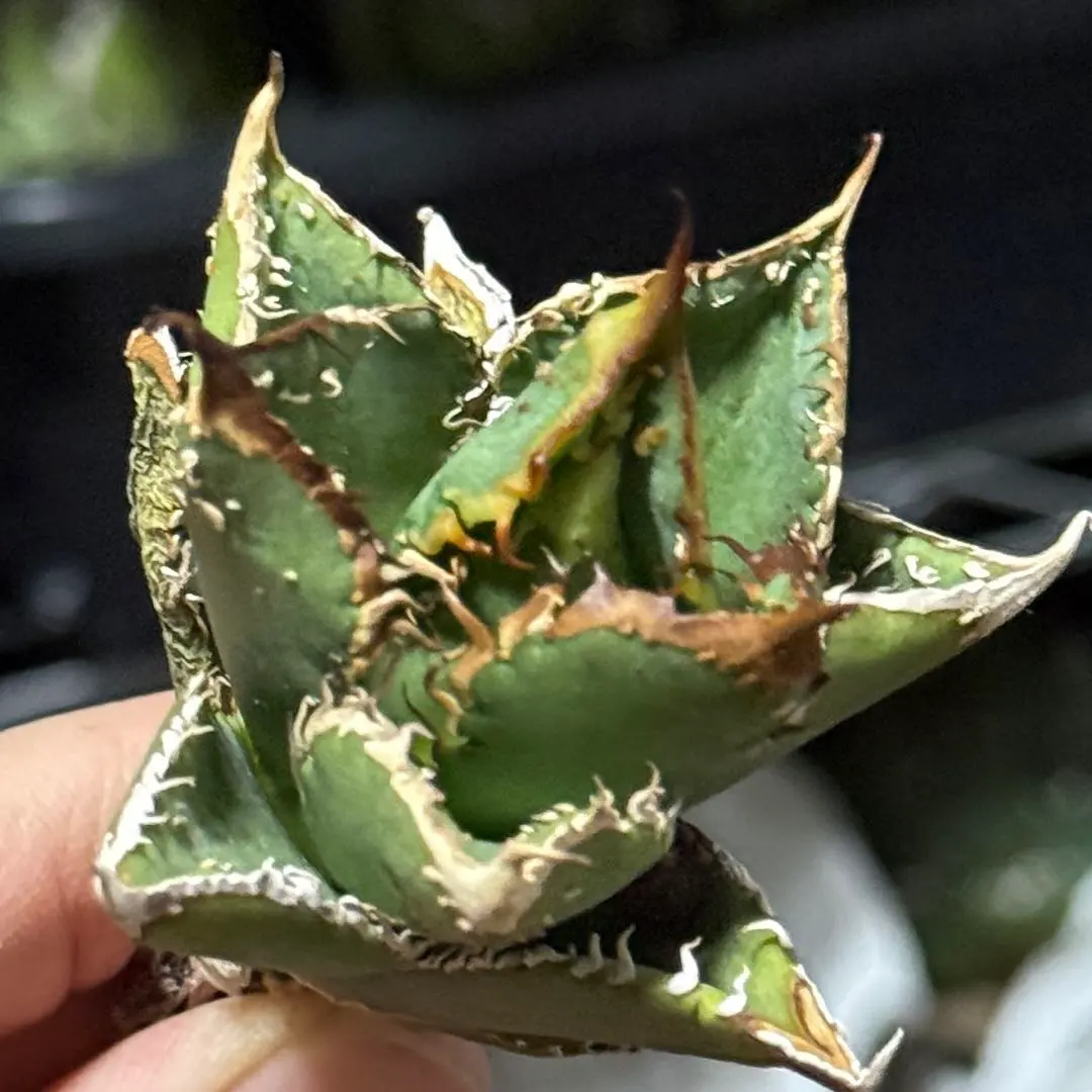 2026年最新】豆豆龍 アガベの人気アイテム - メルカリ