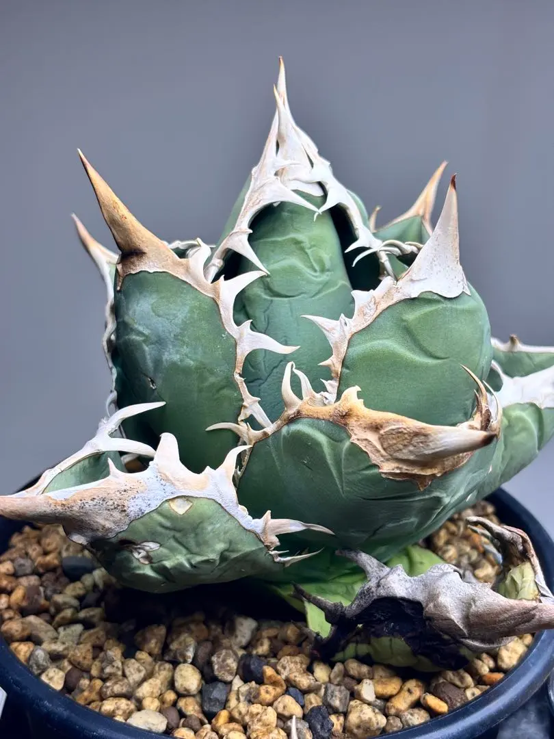 2026年最新】オアハカワイルドの人気アイテム - メルカリ