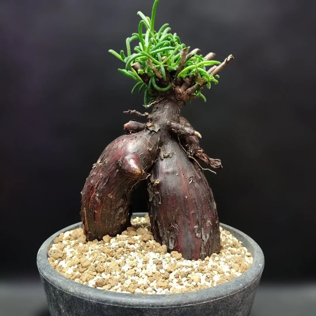 2026年最新】メストクレマ ツベローサムの人気アイテム - メルカリ