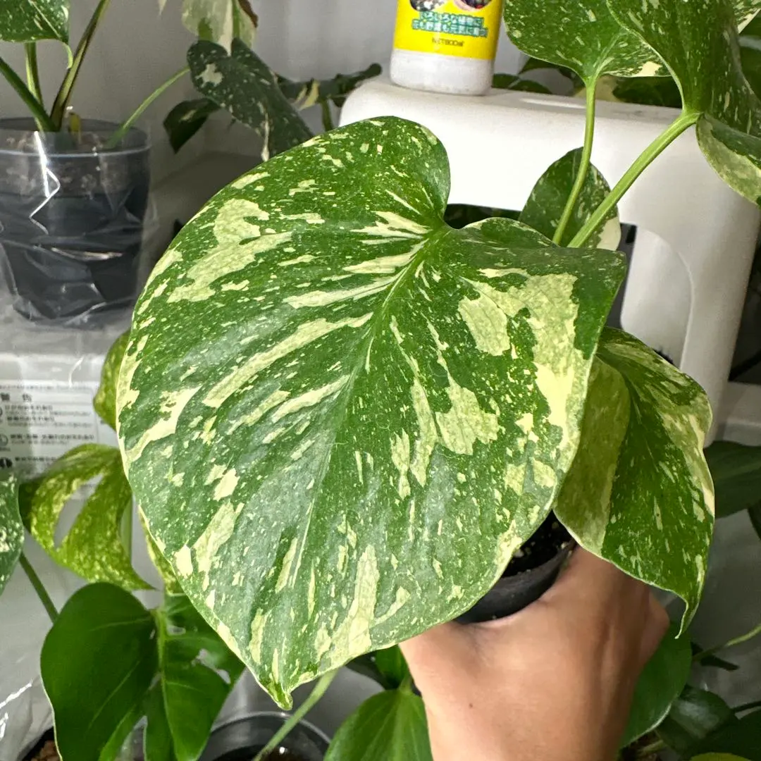 2026年最新】モンステラ デリシオーサ レガシーの人気アイテム - メルカリ