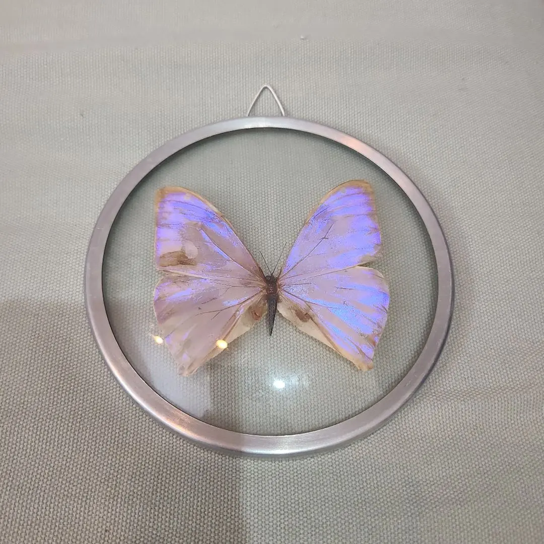 2026年最新】モルフォ蝶 額の人気アイテム - メルカリ