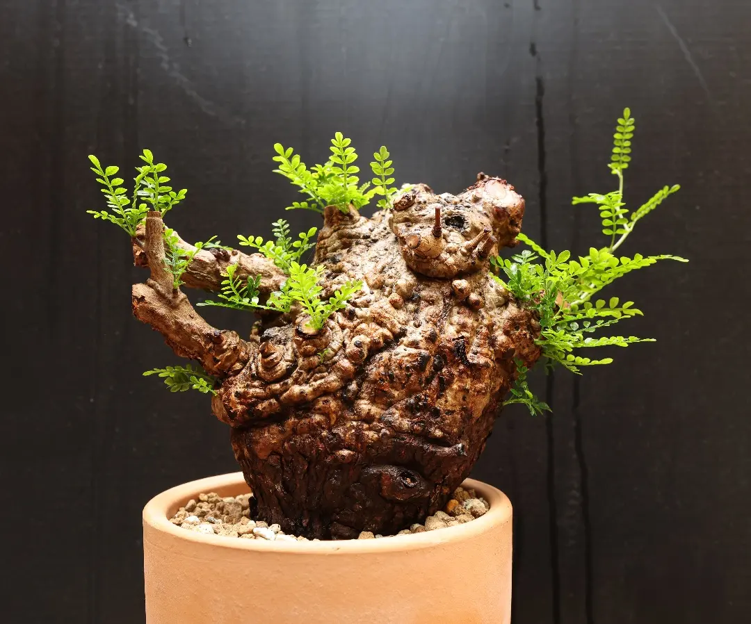 2026年最新】オペルクリカリア ベアルートの人気アイテム - メルカリ