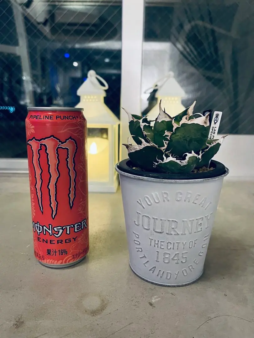 2026年最新】悪魔BB アガベの人気アイテム - メルカリ