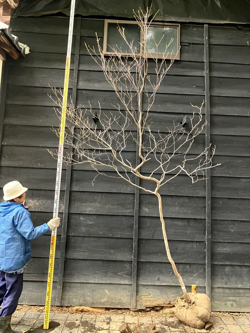 2026年最新】山採り ミツバツツジの人気アイテム - メルカリ