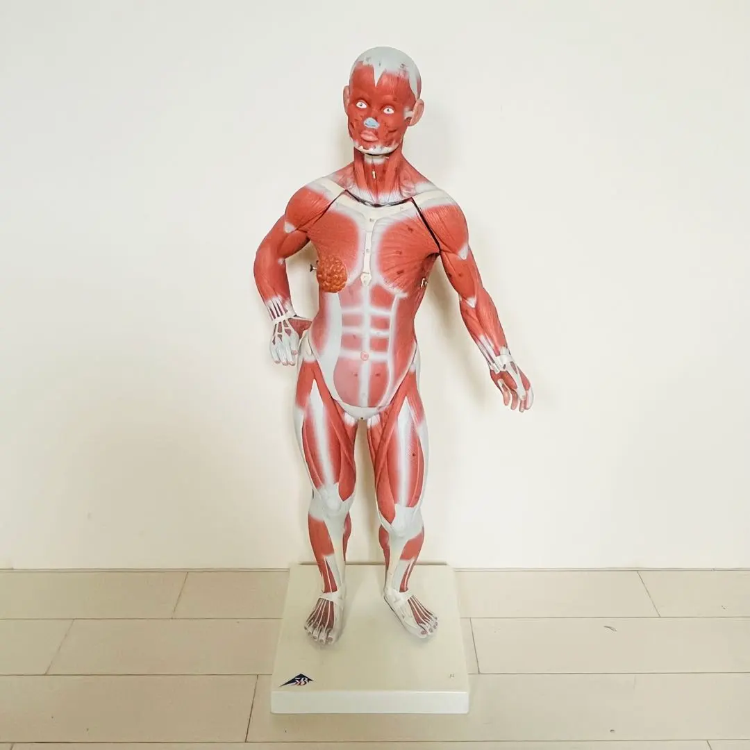 2026年最新】3b scientificの人気アイテム - メルカリ