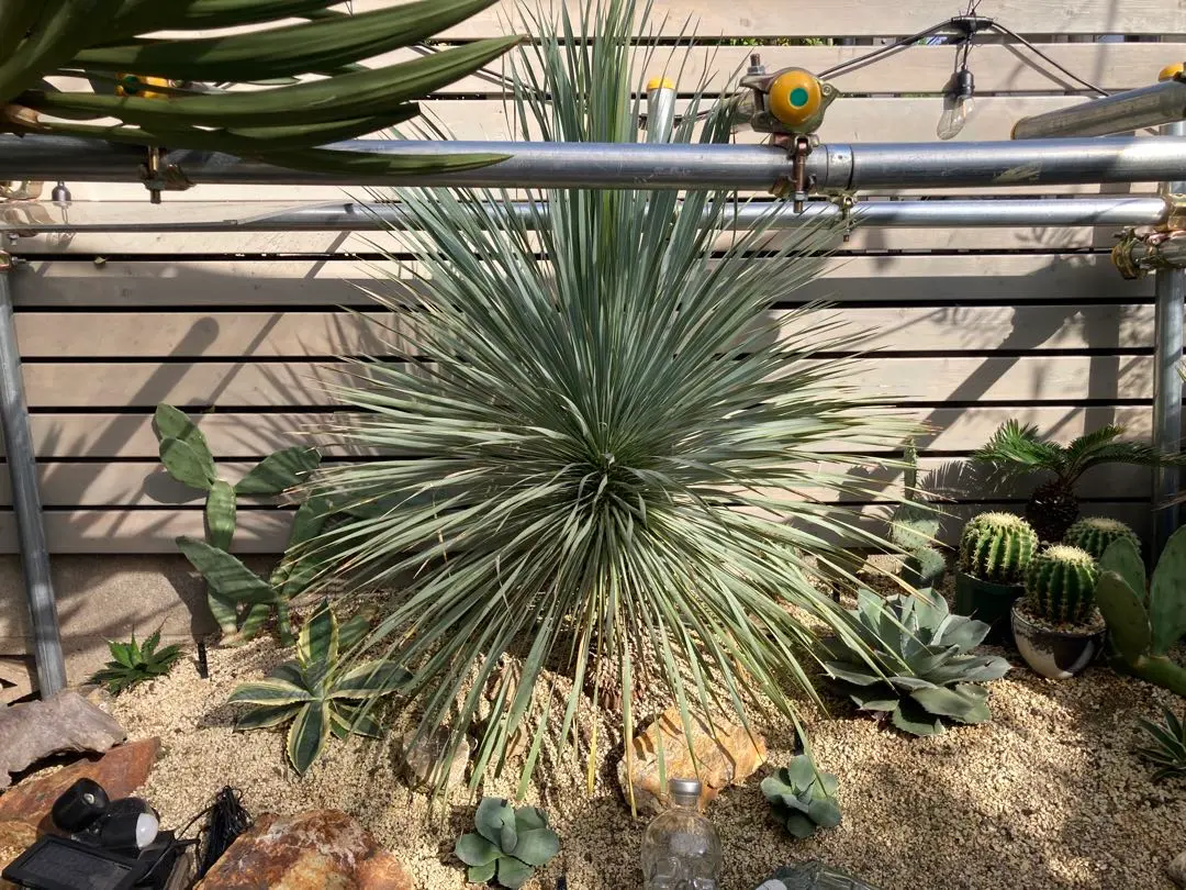 2026年最新】ロストラータ ブルーサンダーの人気アイテム - メルカリ