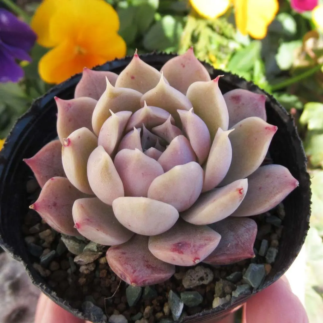 2026年最新】ヒアリナサントドミンゴの人気アイテム - メルカリ