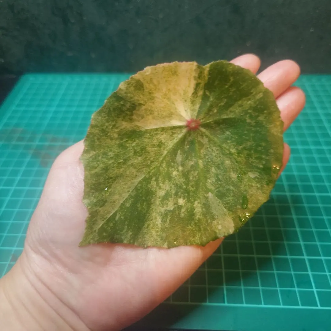 2026年最新】ベゴニア ルージュの人気アイテム - メルカリ