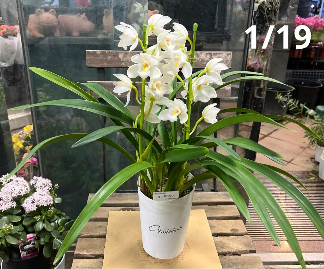 2026年最新】テーブルシンビジウムの人気アイテム - メルカリ