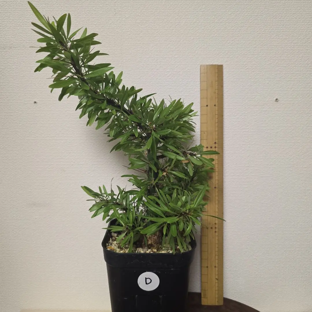 2026年最新】プルプシー 挿木の人気アイテム - メルカリ