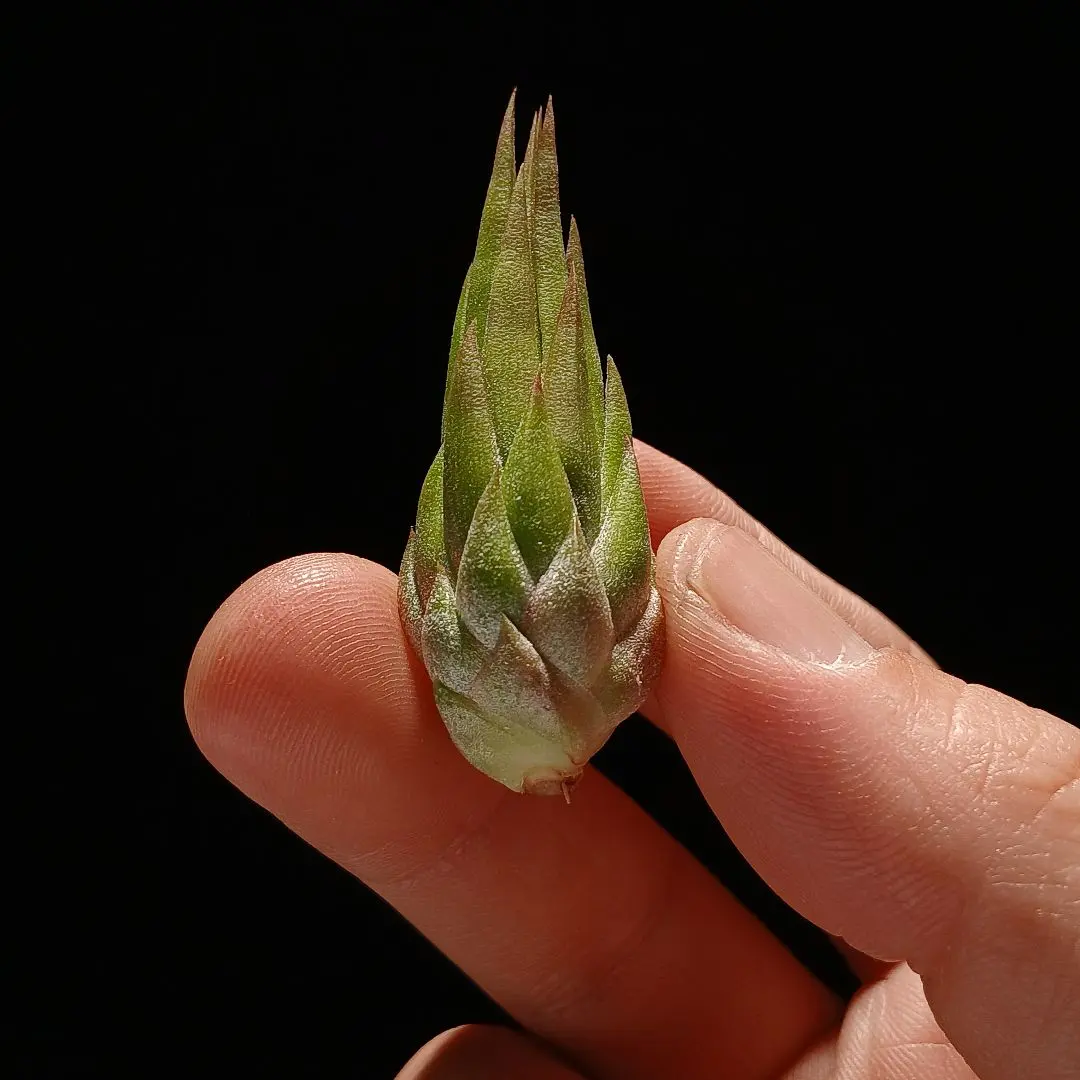 2026年最新】ionantha nizandaの人気アイテム - メルカリ