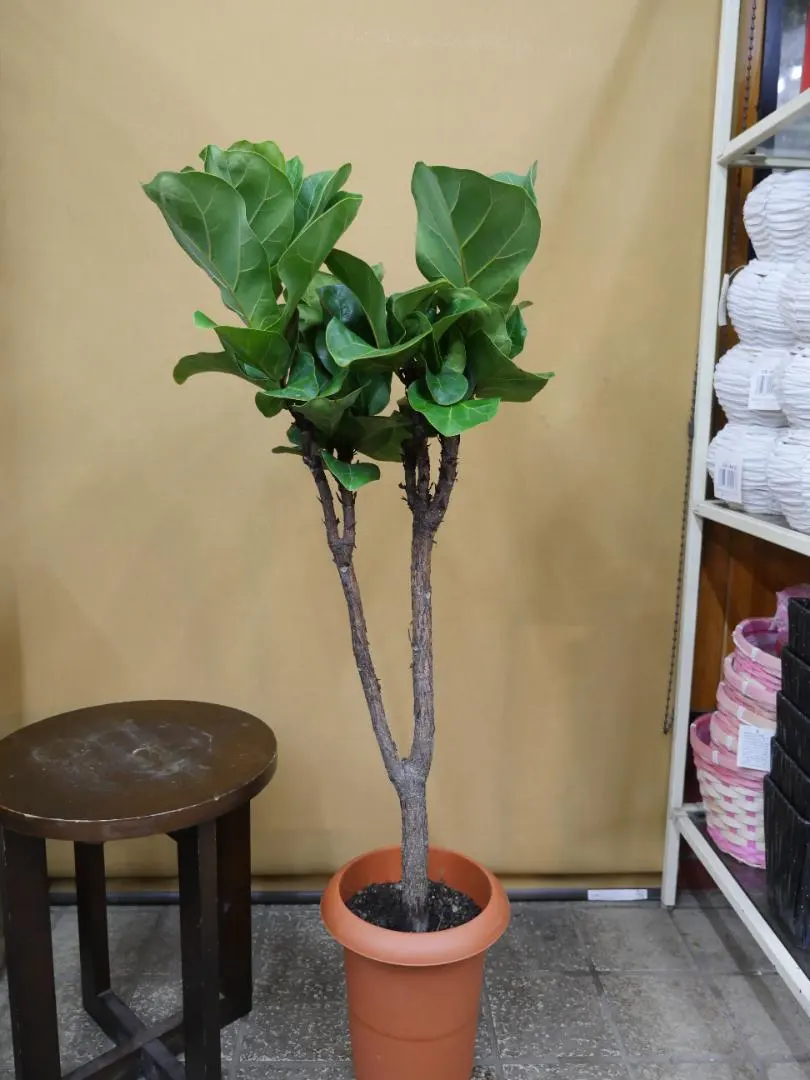 2026年最新】フィカスバンビーノの人気アイテム - メルカリ