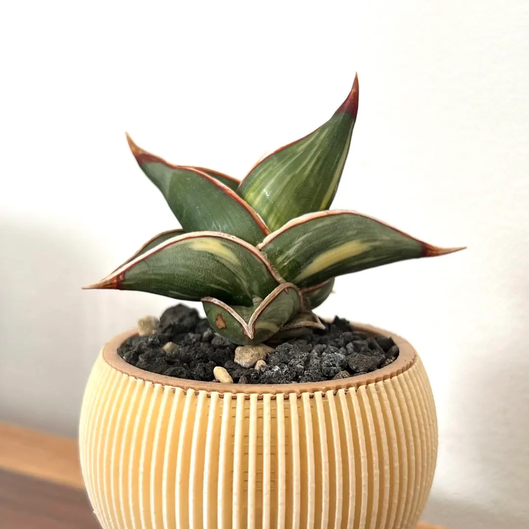 2026年最新】サンスベリア ロリダ 斑入りの人気アイテム - メルカリ