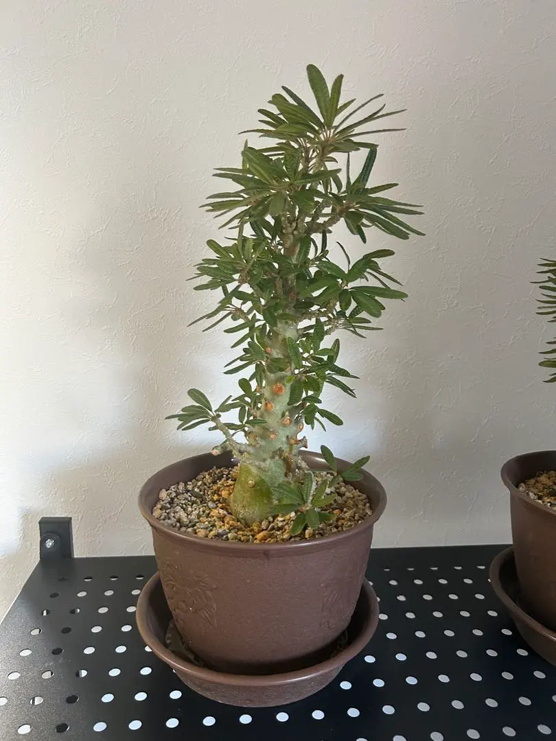 2026年最新】ギガス ブラータの人気アイテム - メルカリ