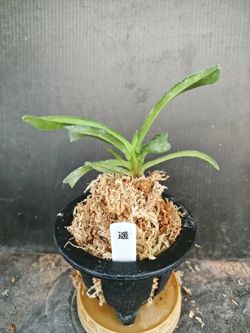 2026年最新】富貴蘭 金牡丹の人気アイテム - メルカリ