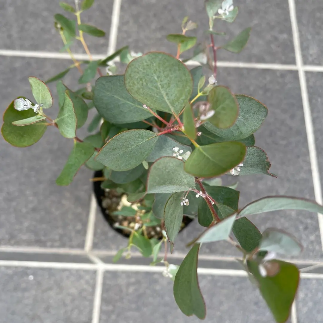 2026年最新】ユーカリ ウェブステリアナの人気アイテム - メルカリ