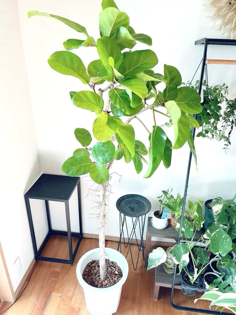 2026年最新】カシワバゴムの木の人気アイテム - メルカリ
