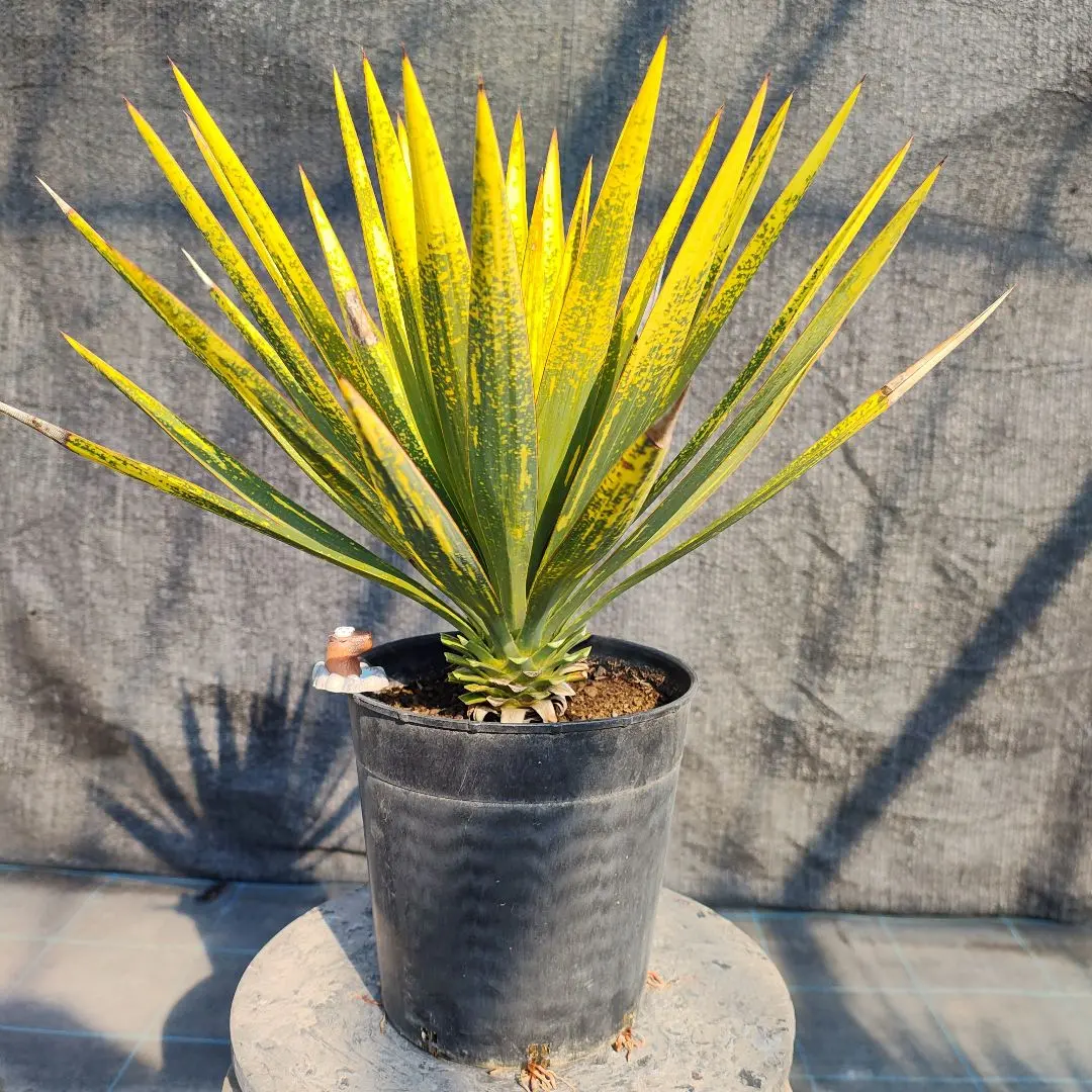 2026年最新】ユッカ グロリオサ 斑の人気アイテム - メルカリ