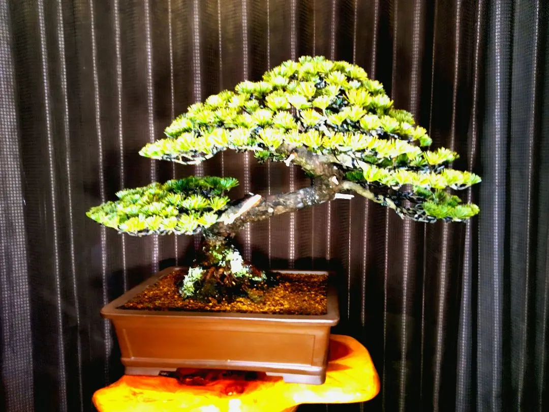 2026年最新】五葉松 瑞祥の人気アイテム - メルカリ