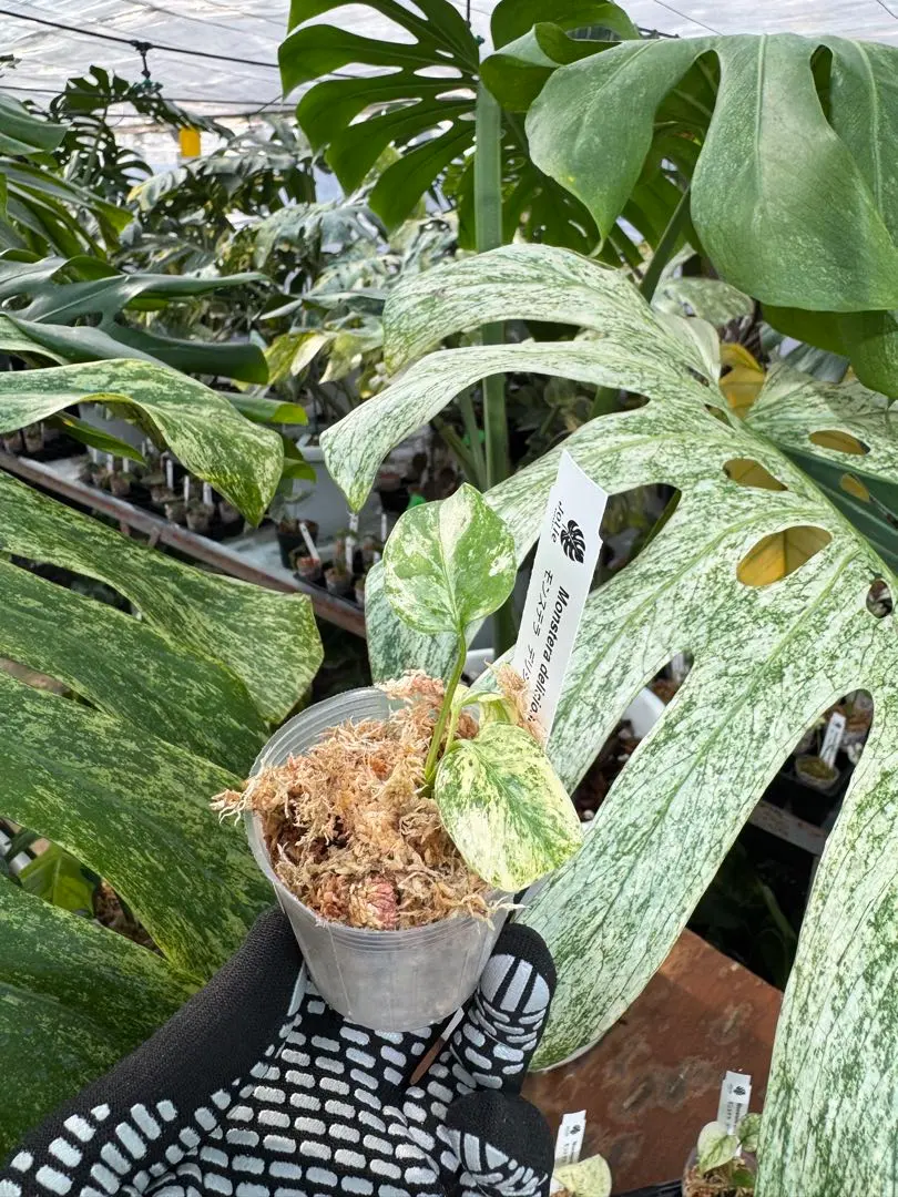 2026年最新】モンステラ デリシオーサ フルミントの人気アイテム