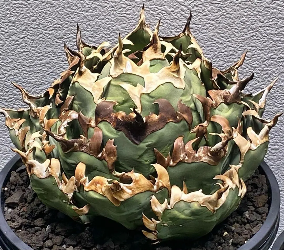 2026年最新】チタノタ ビーストの人気アイテム - メルカリ