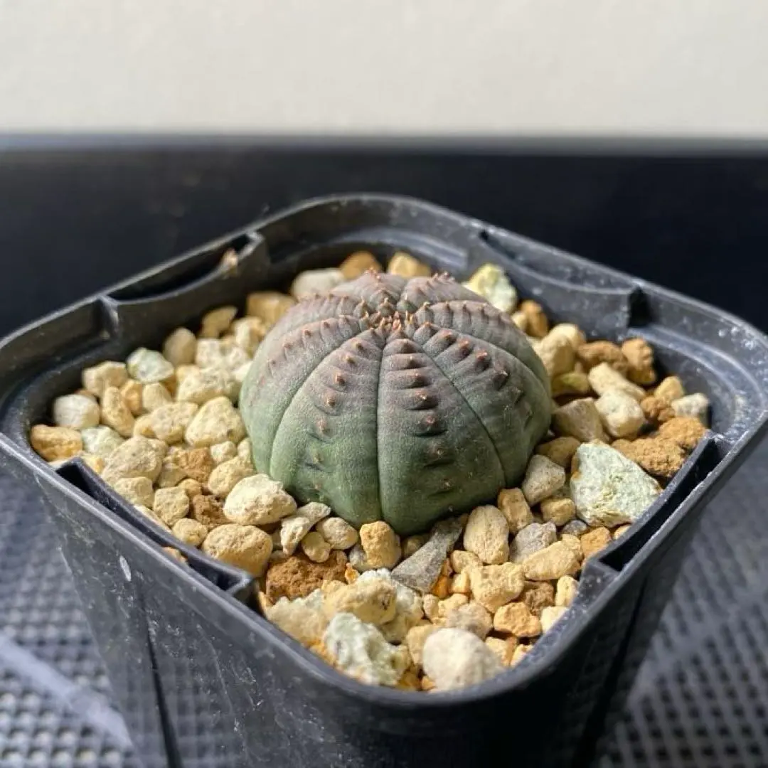 2026年最新】ユーフォルビア シンメトリカの人気アイテム - メルカリ