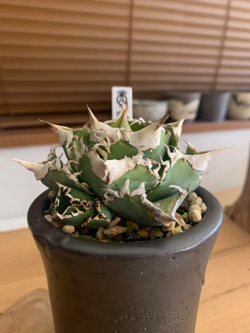 2026年最新】CJSpecialの人気アイテム - メルカリ