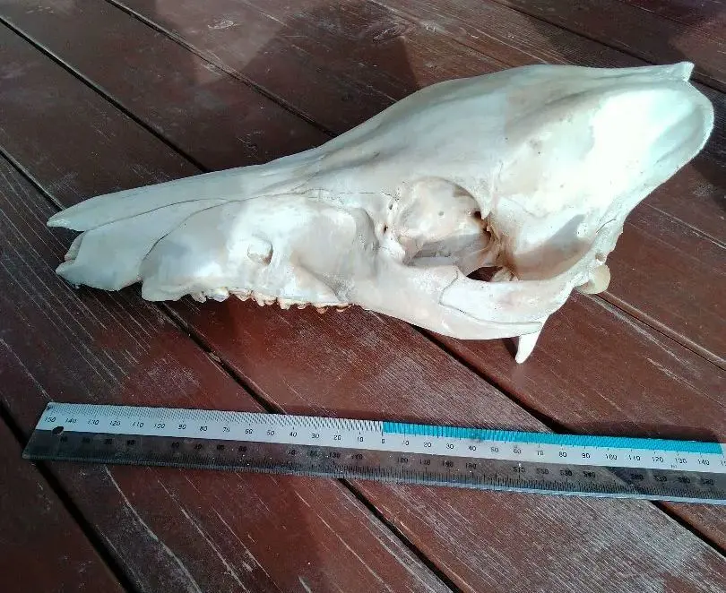 2026年最新】動物の頭蓋骨の人気アイテム - メルカリ