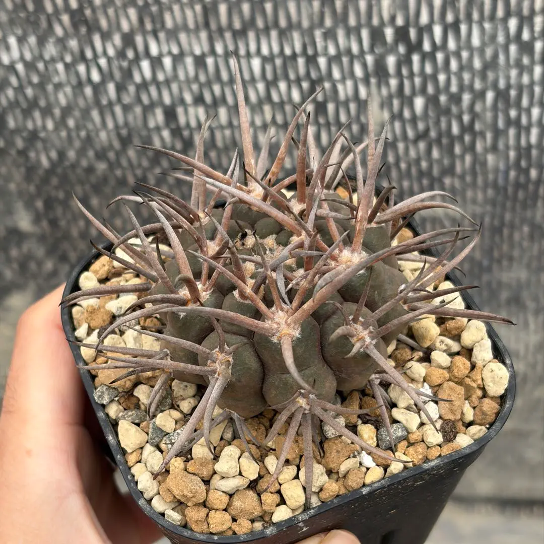 2026年最新】守金魔天竜の人気アイテム - メルカリ