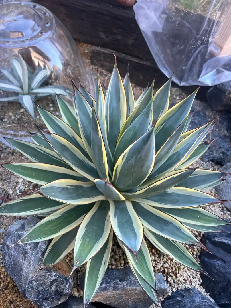 2026年最新】サングロー アガベの人気アイテム - メルカリ