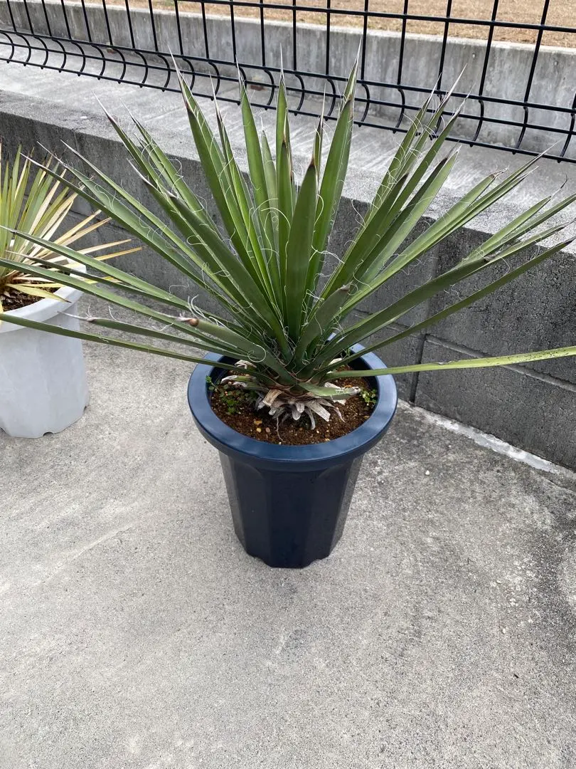 2026年最新】ユッカフィリフェラの人気アイテム - メルカリ