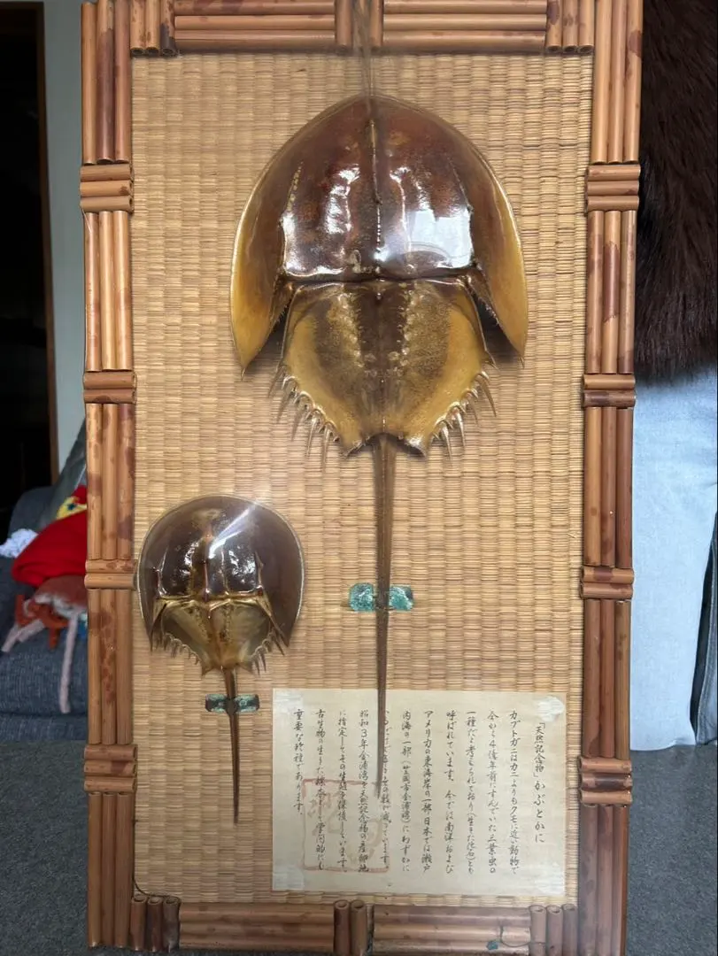 2026年最新】カブトガニ 標本の人気アイテム - メルカリ