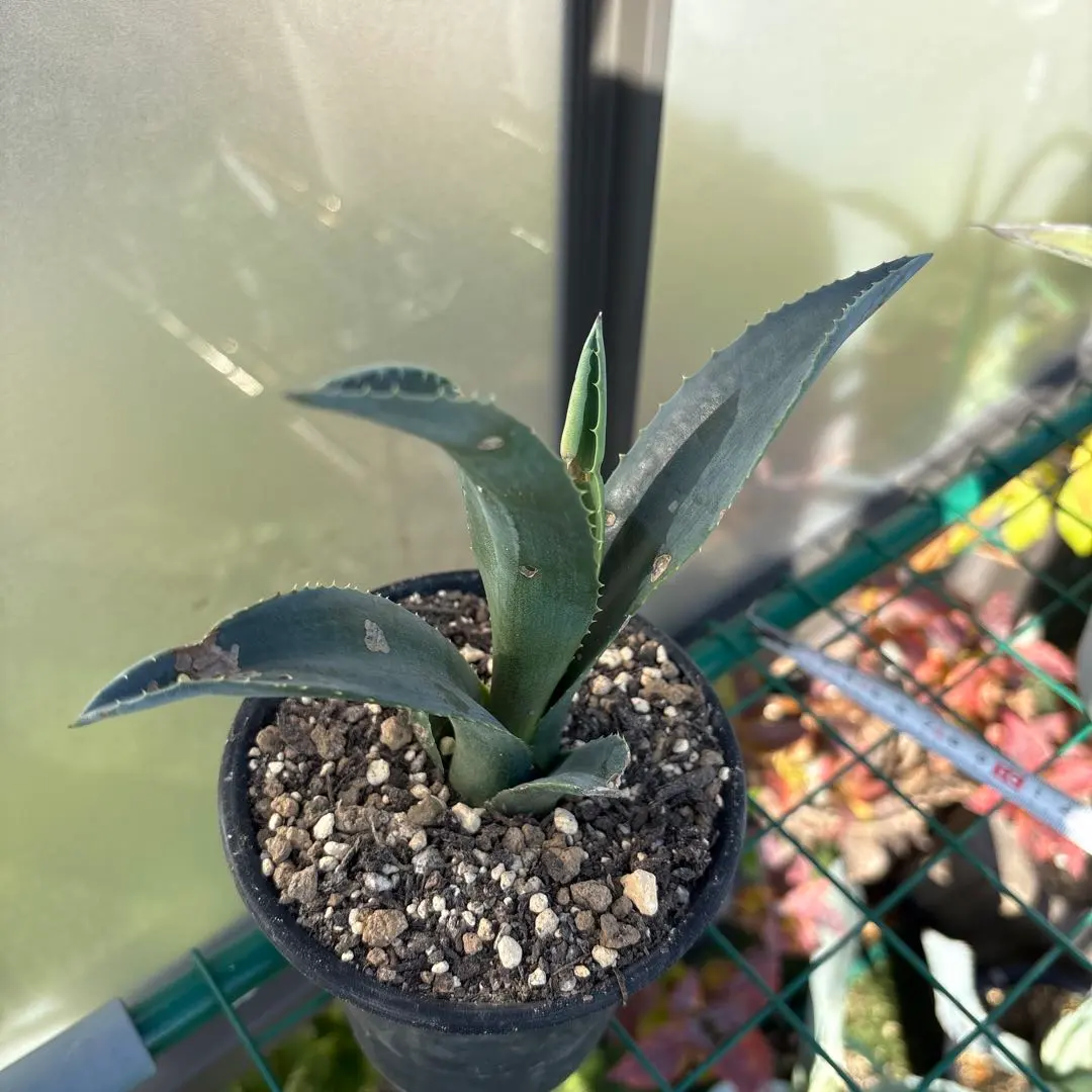 2026年最新】フランゾシニーの人気アイテム - メルカリ