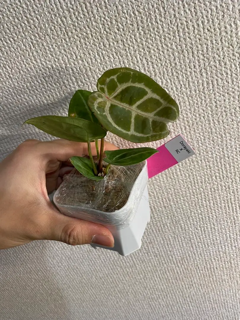 2026年最新】アンスリウム クリスタリナム シルバーの人気アイテム