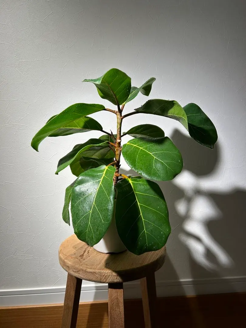 2026年最新】アフリカンプリンスの人気アイテム - メルカリ