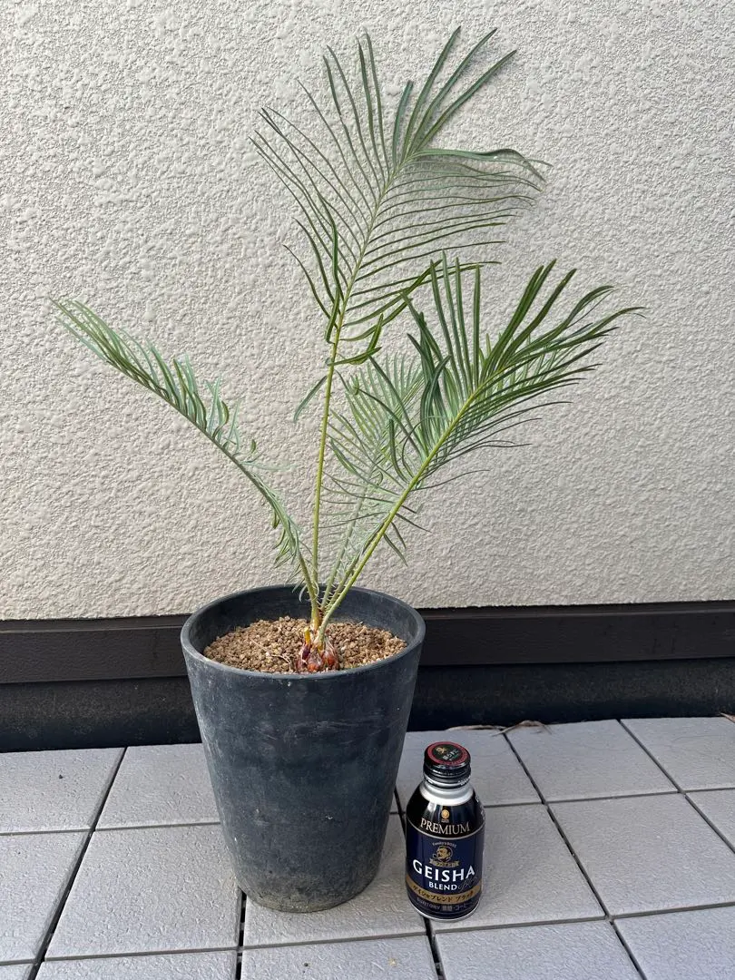 2026年最新】サイカスカイルンシアナの人気アイテム - メルカリ