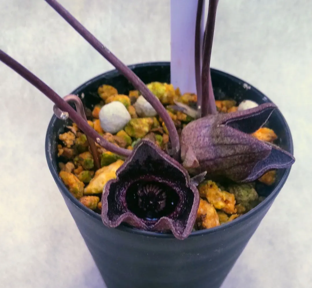 2026年最新】寒葵の人気アイテム - メルカリ