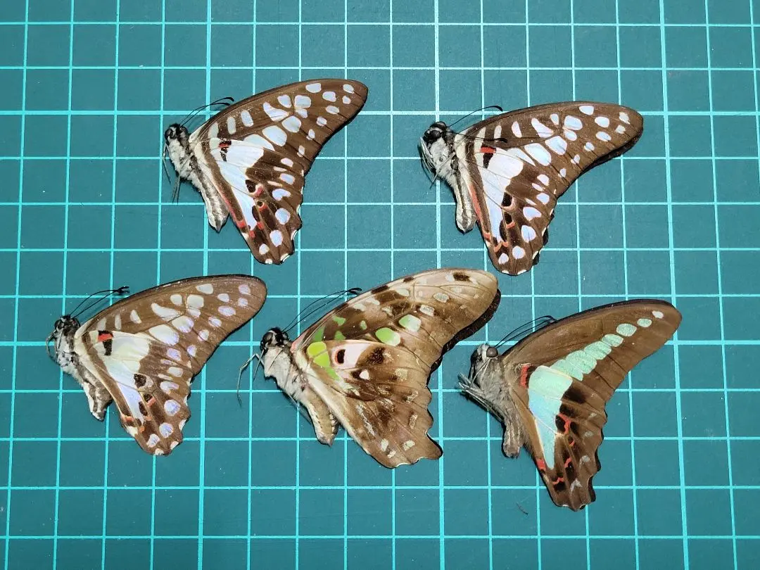 2026年最新】未展翅の人気アイテム - メルカリ