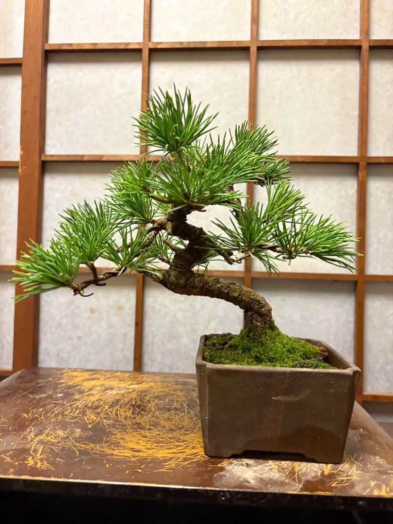 2026年最新】吾妻五葉松の人気アイテム - メルカリ